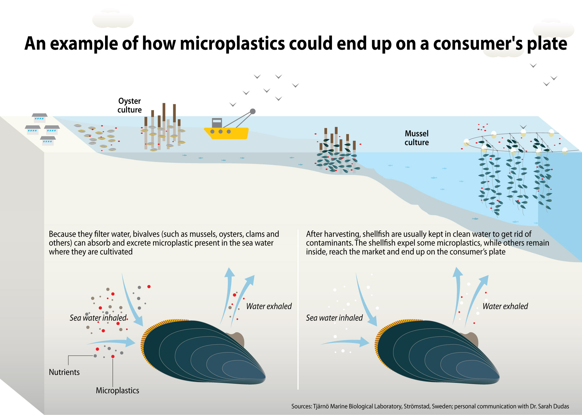 how microplastic could end up on a consumer's plate
